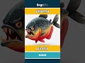 piranha - piraña video thumbnail
