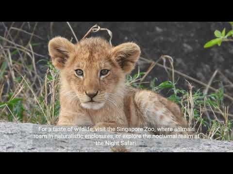 Exploring the Enchanting Melting Pot :  Travelling to Singapore