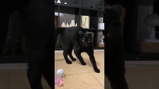 He Really Ran To A Safe Place 😂