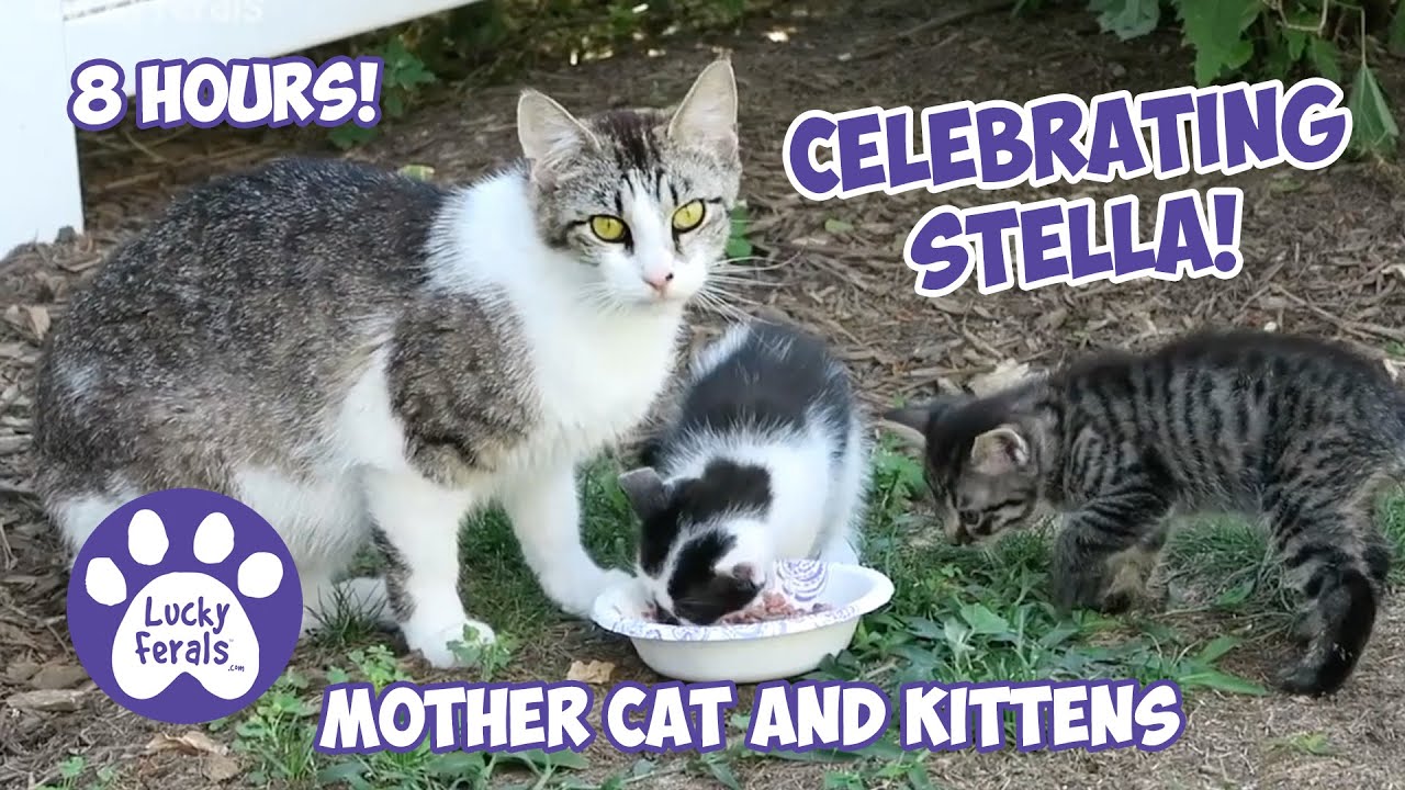 CELEBRATING STELLA! Mother Cat And Kittens 🐈 8 HOURS Cat TV! RIP Stella. 🕊️  💐  💕