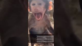 Download lagu KUMPULAN VIDEO MONYET NGESELIN | YUK NGAKAK #shorts #videolucu #viral mp3