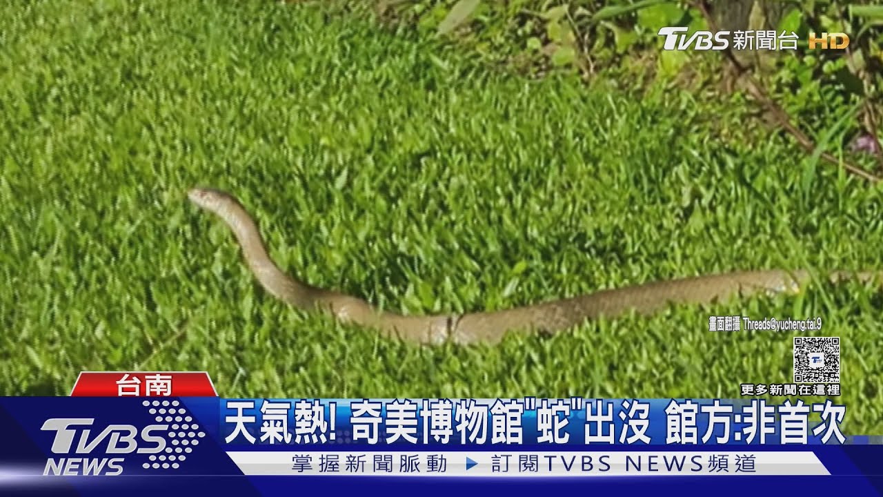 天氣熱「蛇」出沒！奇美博物館現蹤　館方：不是第一次