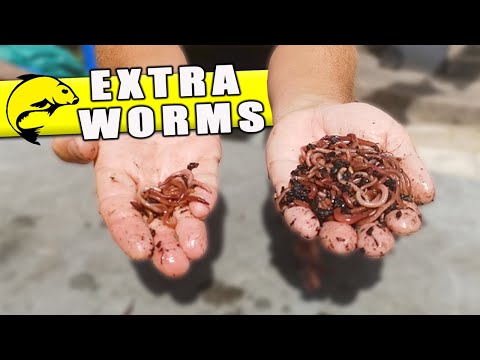 How to Breed and Keep Worms