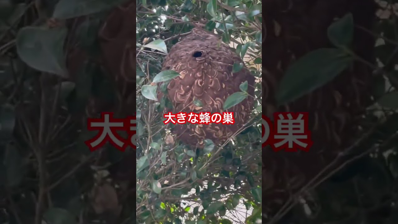 庭にある大きな蜂の巣 #beehive