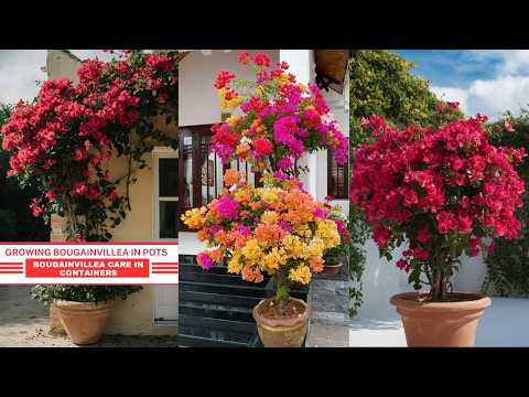 Growing Bougainvillea in Pots |  Bougainvillea Care in Containers