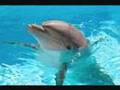 Dolphin - Poe