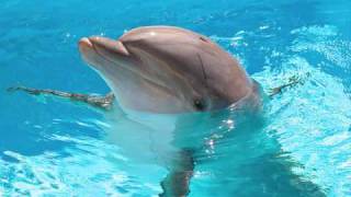 Dolphin - Poe