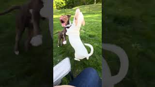 Video preview image #1 Bulldog-Unknown Mix Puppy For Sale in Shermans Dale, PA, USA