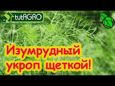 ТРИ СЕКРЕТА ПУШИСТОГО УКРОПА! Всходят щёткой даже старые семена.