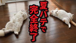 猛暑がヒドすぎて夏バテする猫たち