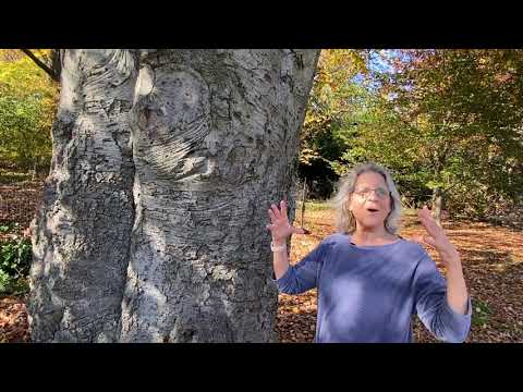 image-What Colour are the leaves on a copper beech tree?