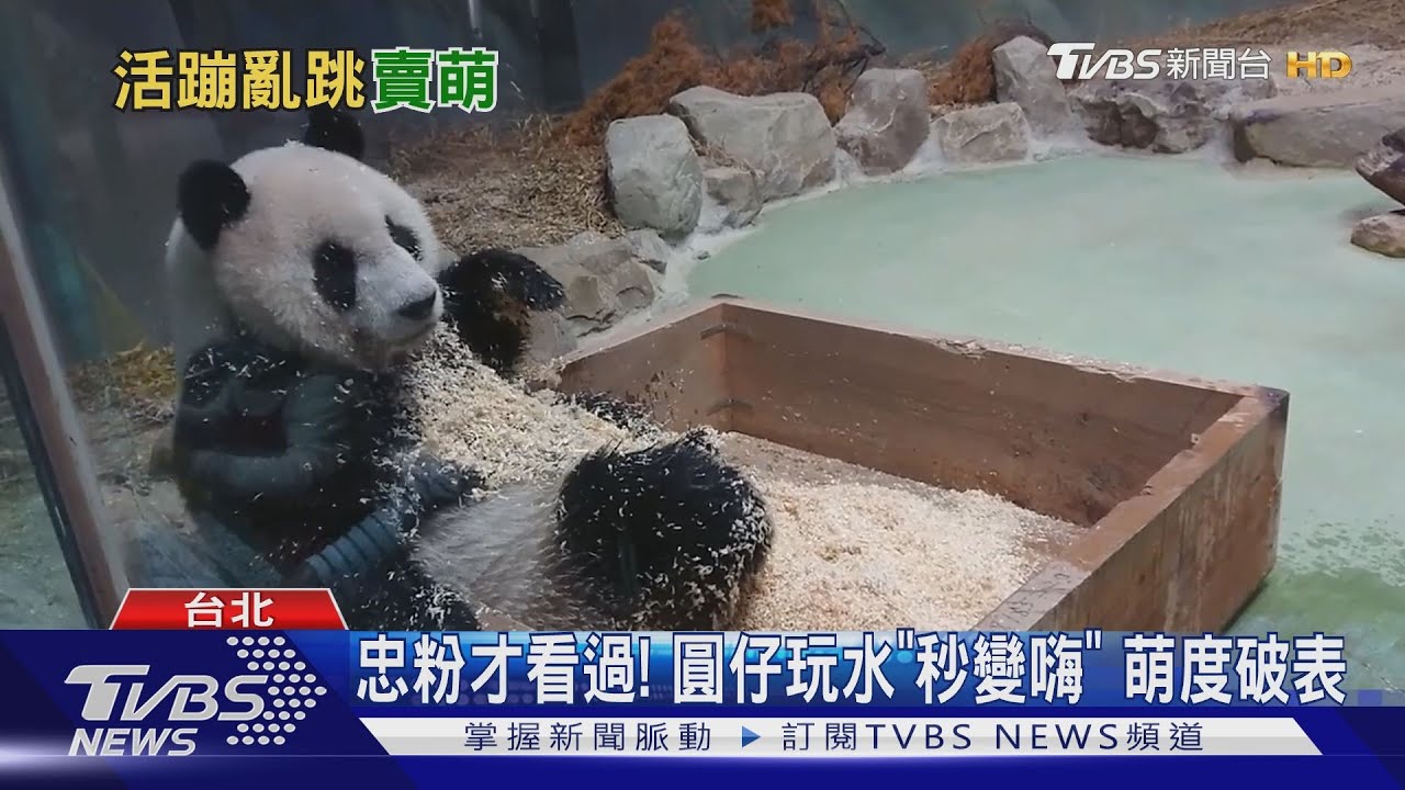 你沒看過的圓仔!扭腰擺臀 熱情「嗨翻粉絲」
