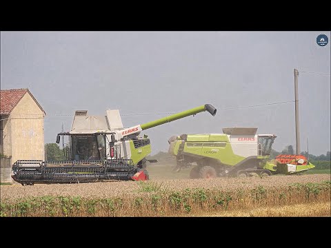 2 Claas Lexion - 7500 & 750 TT - Percivalli S.R.L. - Trebbiatura frumento 2024