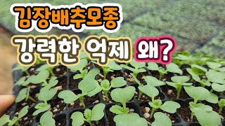 김장배추 모종 짱짱하게 키우는 꿀팁? 여름철 강력한 억제 필요 !