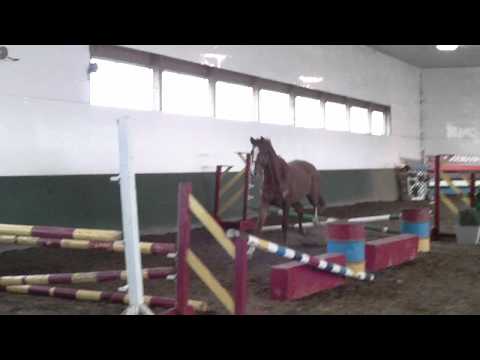 Dodge H, Freejumping Dec'11 #1 (Hogendoorn Sport Horses)