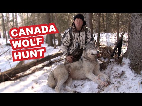 Canada Wolf Hunt