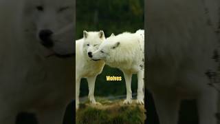 Joe Rogan on The Shocking Plan to Repopulate America With Wolves..