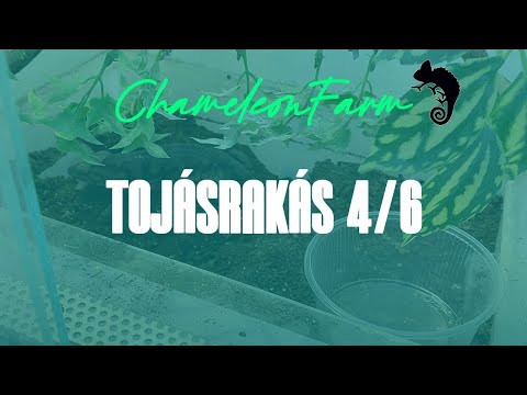 ChameleonFarm - Tojásrakás 4/6