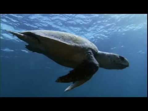 Lost Years - A Sea Turtle Odyssey (Excerpt)