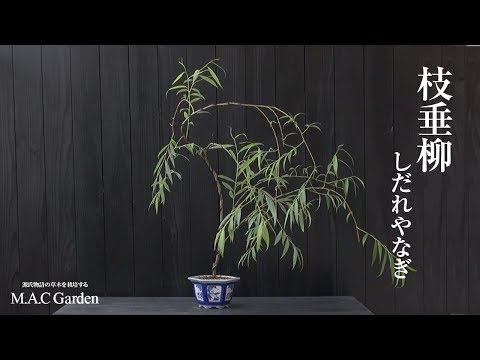 しだれ柳、垂れ柳 植物