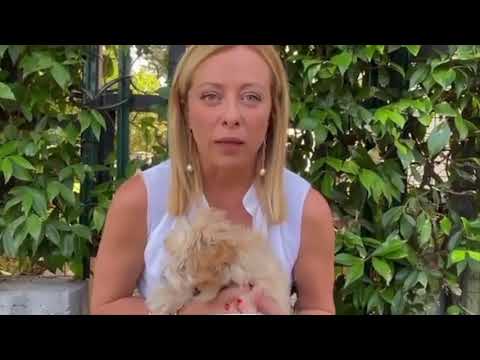 Meloni - Tolleranza zero per chi abbandona i cani (14.08.21)