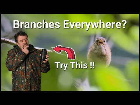 Birds Between Branches. The Photography Problem Nobody Talks About.