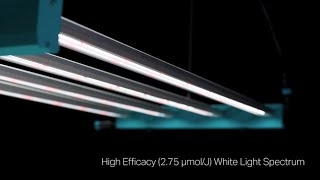 Icarus™ LLi Vertical Cannabis LED Lighting Solution