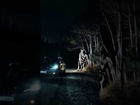 Dogman Caught on Camera: Chilling Forest Encounters #dogman #cryptids #creepyencounter