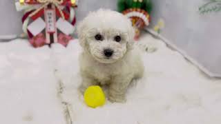 ビションフリーゼの動画01