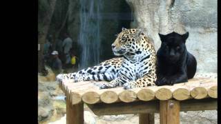 Bernard Lavilliers - Fauve d'Amazone (15eme Round).wmv