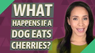 What happens if a dog eats cherries