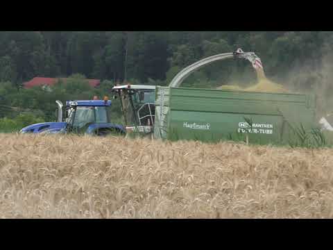 Weiter mit GPS Häckseln 2021 ohne Regen die Raubkatze im Getreide Claas Jaguar 970 DIRECT DISC 600 P