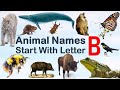 Animal Names Starting With Letter B Spelling Picture Vocabulary Animals Explore Animalslover