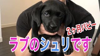 ラブラドールレトリバー 特徴 飼育 運動 日本で唯一のチョコラブ 黒ラブ専門犬舎 Mother Planet Kennel تحميل اغاني مجانا ラブラドールレトリバー 特徴 飼育 運動 日本で唯一のチョコラブ 黒ラブ専門犬舎 Mother Planet Kennel تحميل اغاني مجانا