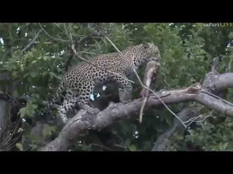 Feb 28, 2017- Xongile has a scrub hare and sharing is not an option