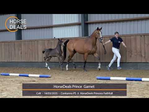 HorseDeals Prince  Garnet 