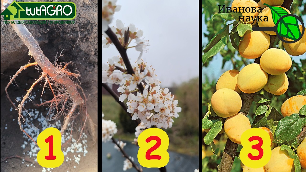 🍎Как ПОСАДИТЬ дерево, чтобы оно прижилось и быстро дало плоды. Не сажайте, п?