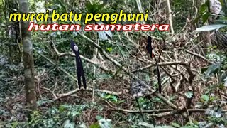 Download lagu Easy Bird Trap in the Forest | The First Pigeon Bird Trap using Fishing Net mp3 Download lagu Easy Bird Trap in the Forest | The First Pigeon Bird Trap using Fishing Net mp3