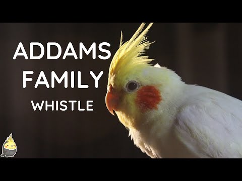 ADDAMS FAMILY WHISTLE 2 HOUR - Cockatiel Singing Training - Bird Whistling Practice