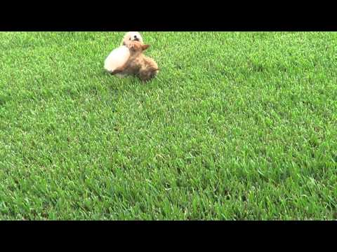 AMBER playing with OLIVER & MAXIMUS