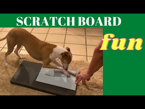 Diamond Dog Training LLC video.