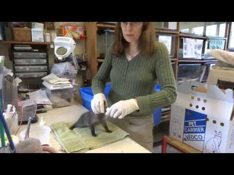 Baby fox kits at Pocono Wildlife Rehabilitation Center