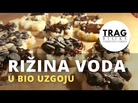 RICE WATER IN ORGANIC FARMING - AMINO ACID SPRAY