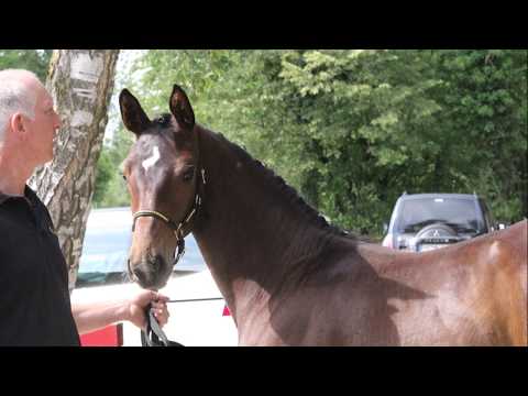 Secret Girl du Neuhof - 2019