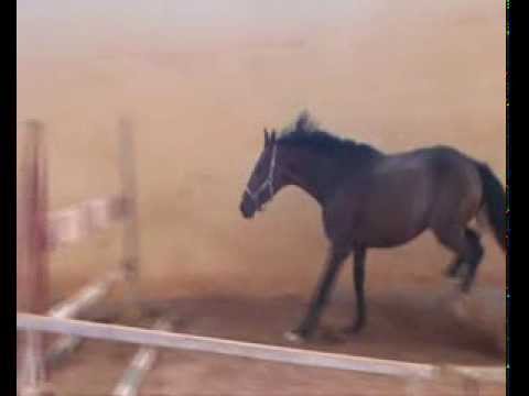 Chaplin - Cassini II stallion