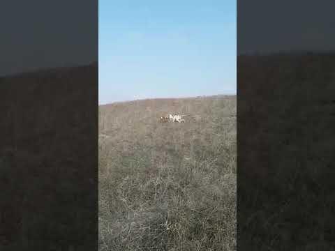Bıldırıcın Av Videoları 10 Bıldırıcın Av Videoları 10