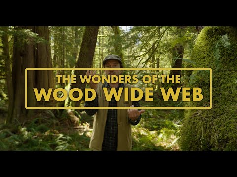 What is the Wood Wide Web?