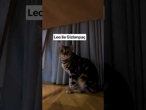 Leo ilə gizlənpaç 😁 #shorts #harunmemmedov