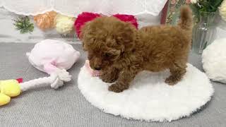 トイプードルの動画02