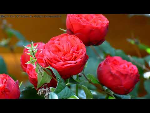 A Room Full Of Roses